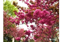 樱花季实景