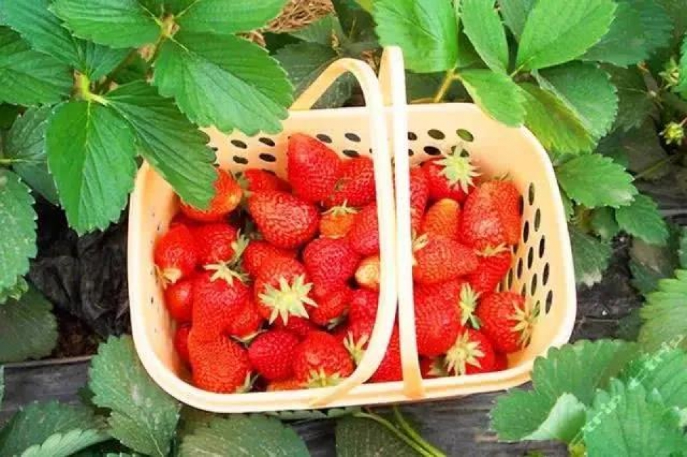 拾趣莓味 纵享清甜|学院府草莓采摘节 邀您采撷“莓”好-连云港房产网