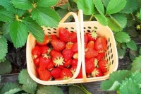 拾趣莓味 纵享清甜|学院府草莓采摘节 邀您采撷“莓”好