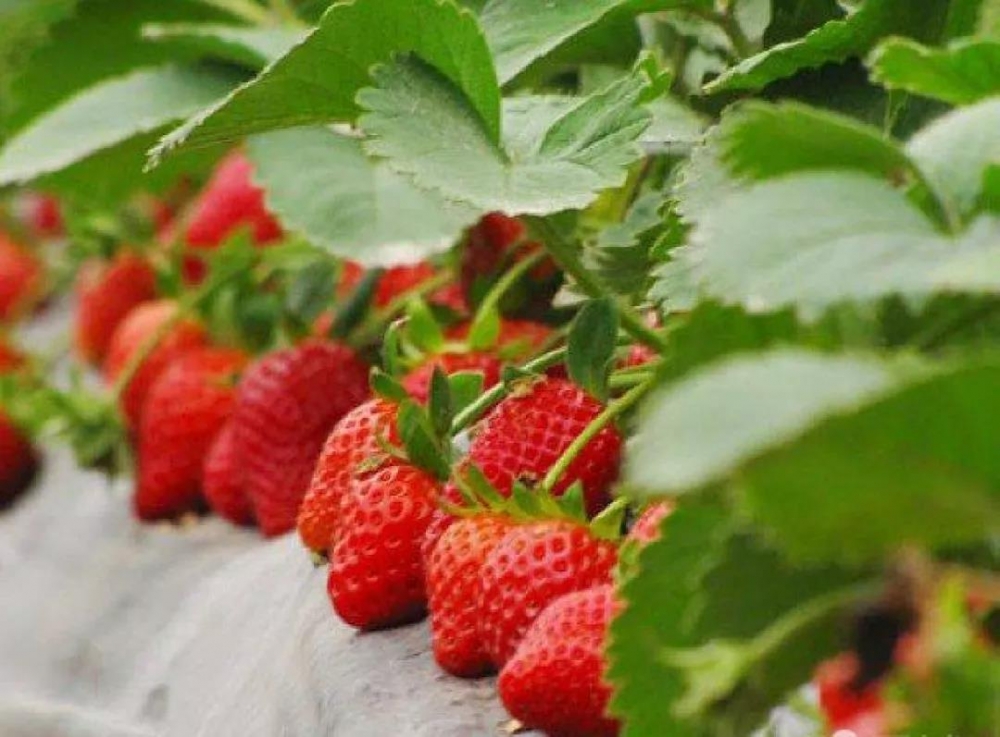 拾趣莓味 纵享清甜|学院府草莓采摘节 邀您采撷“莓”好-连云港房产网
